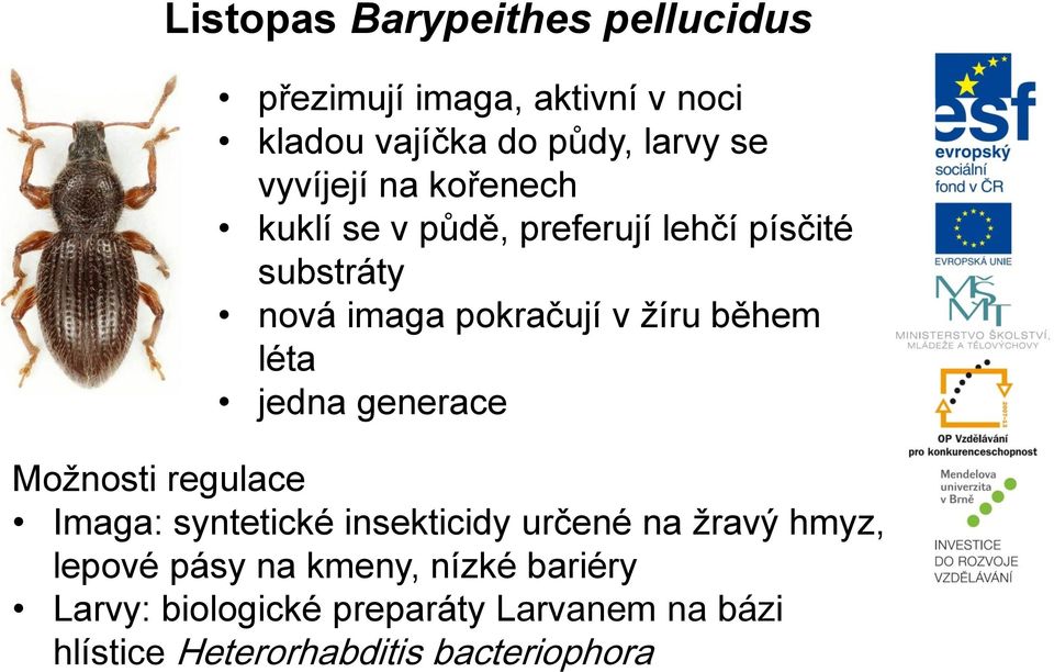 během léta jedna generace Možnosti regulace Imaga: syntetické insekticidy určené na žravý hmyz, lepové