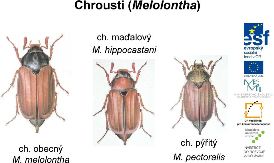 hippocastani ch.