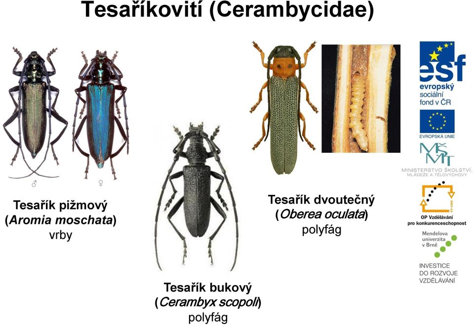 Tesařík dvoutečný (Oberea oculata)