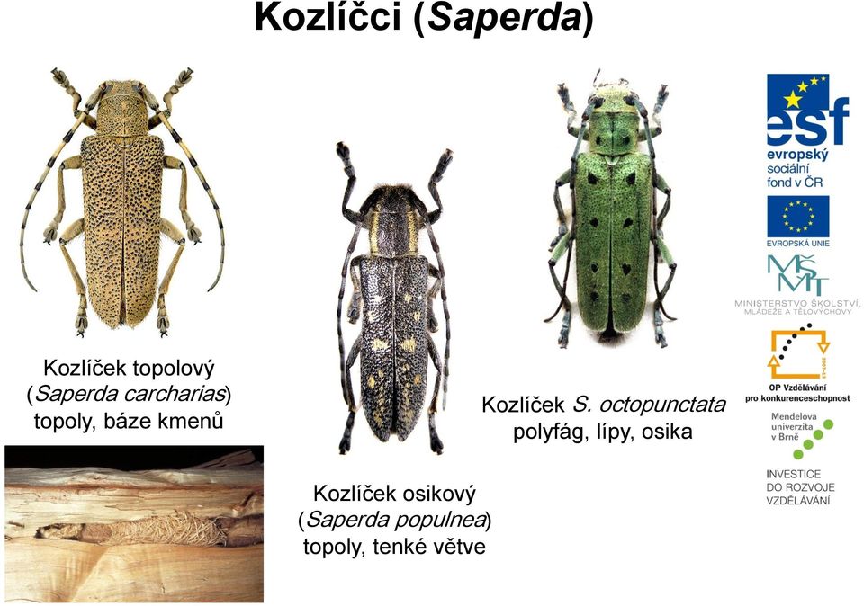 Kozlíček S.