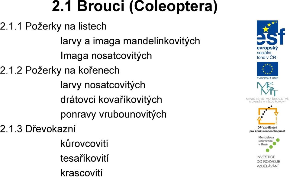 2 Požerky na kořenech larvy nosatcovitých drátovci