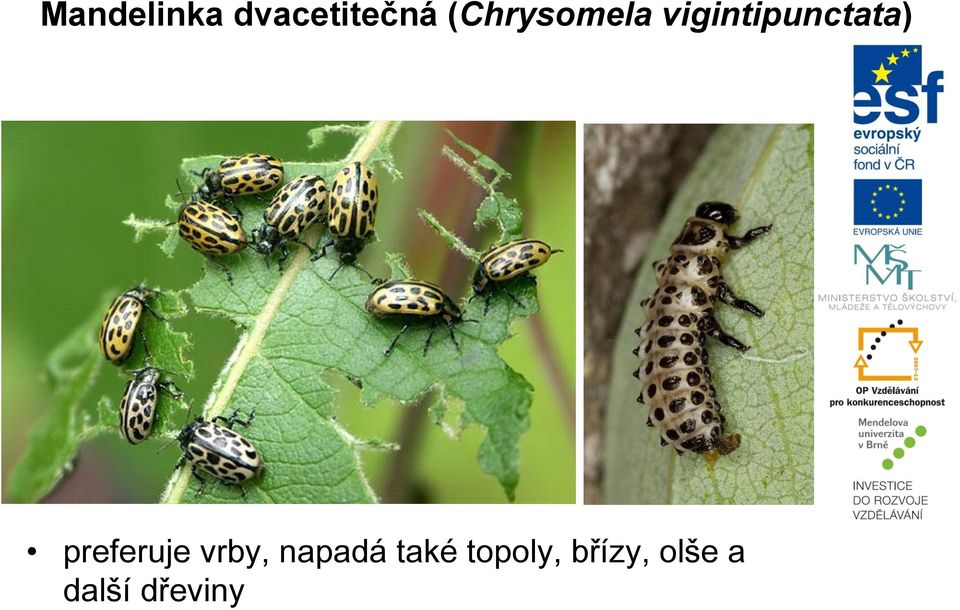 preferuje vrby, napadá také