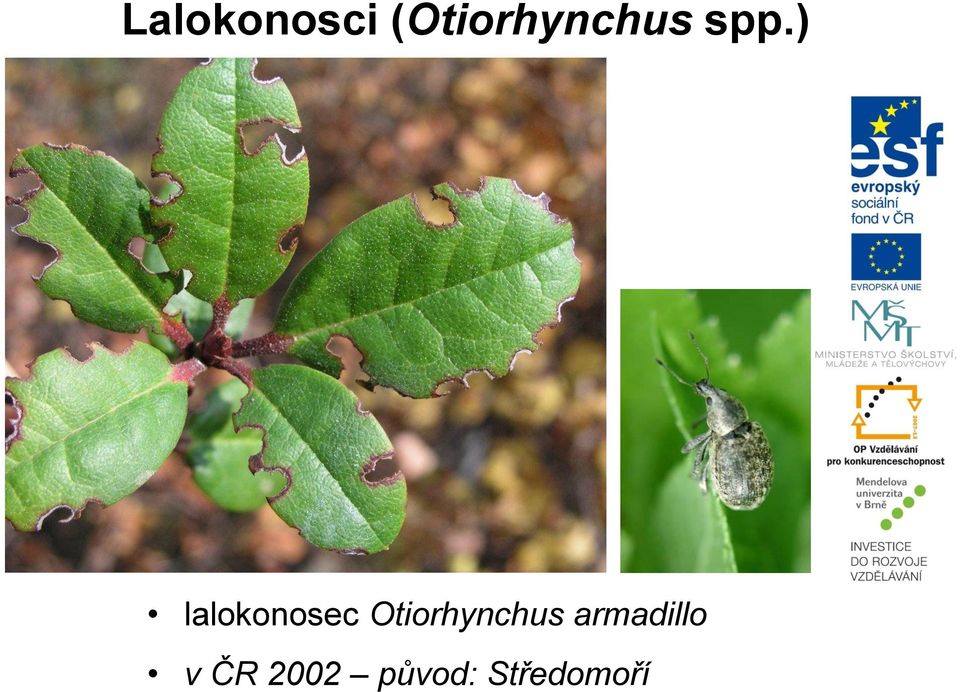 ) lalokonosec