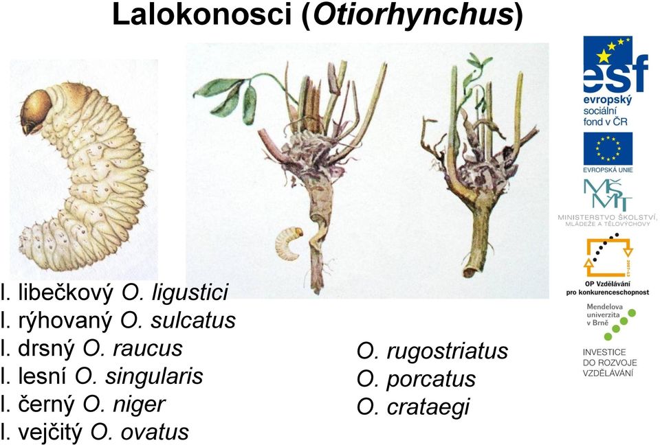 raucus l. lesní O. singularis l. černý O. niger l.