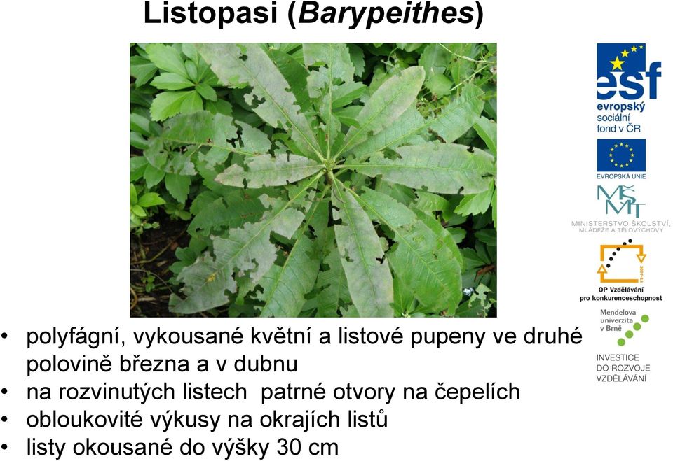 rozvinutých listech patrné otvory na čepelích
