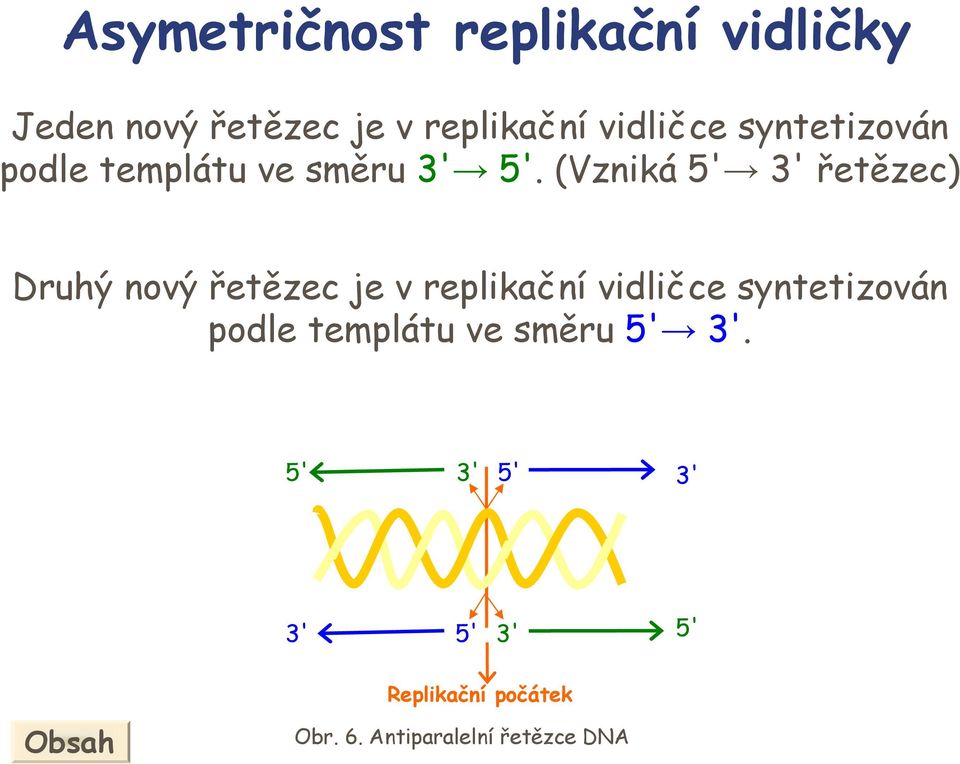 (Vzniká řetězec) Druhý nový řetězec je v  Replikační počátek br.