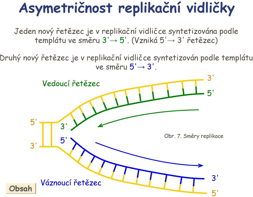 (Vzniká řetězec) Druhý nový řetězec je v replikační vidličce