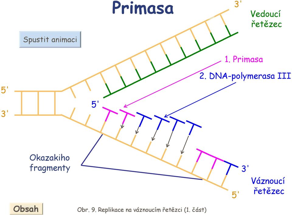 DN-polymerasa III kazakiho fragmenty