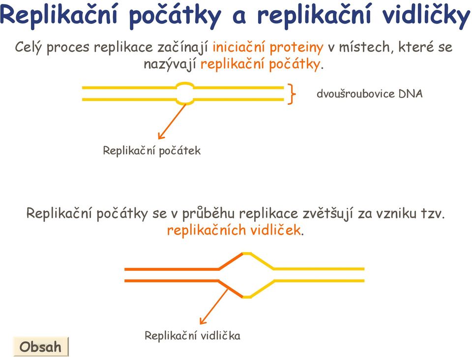 dvoušroubovice DN Replikační počátek Replikační počátky se v průběhu