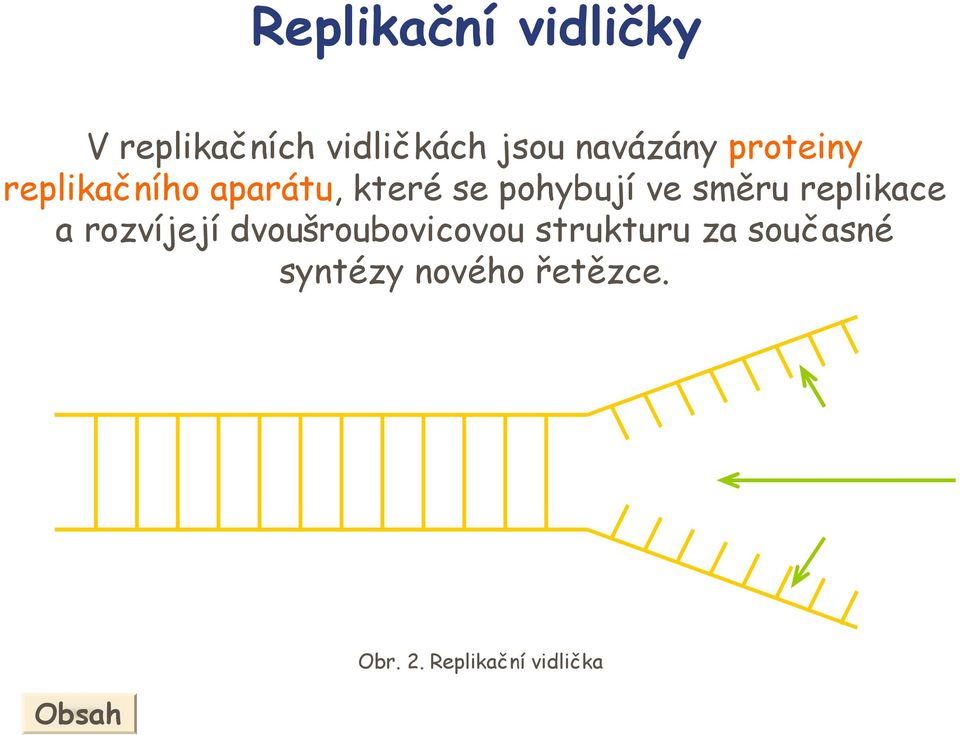 ve směru replikace a rozvíjejí dvoušroubovicovou