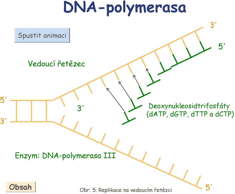 dp, dp a dp) Enzym: DN-polymerasa III