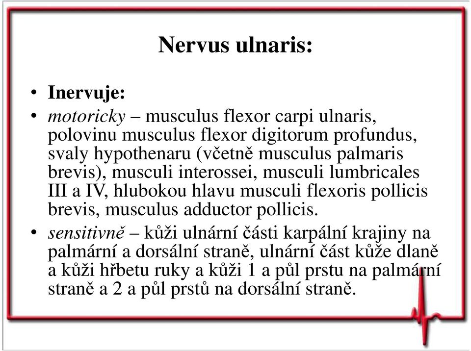 flexoris pollicis brevis, musculus adductor pollicis.
