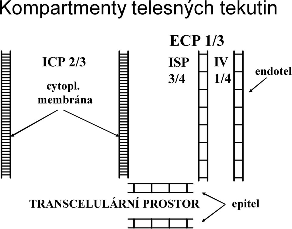 membrána ECP 1/3 ISP 3/4 IV