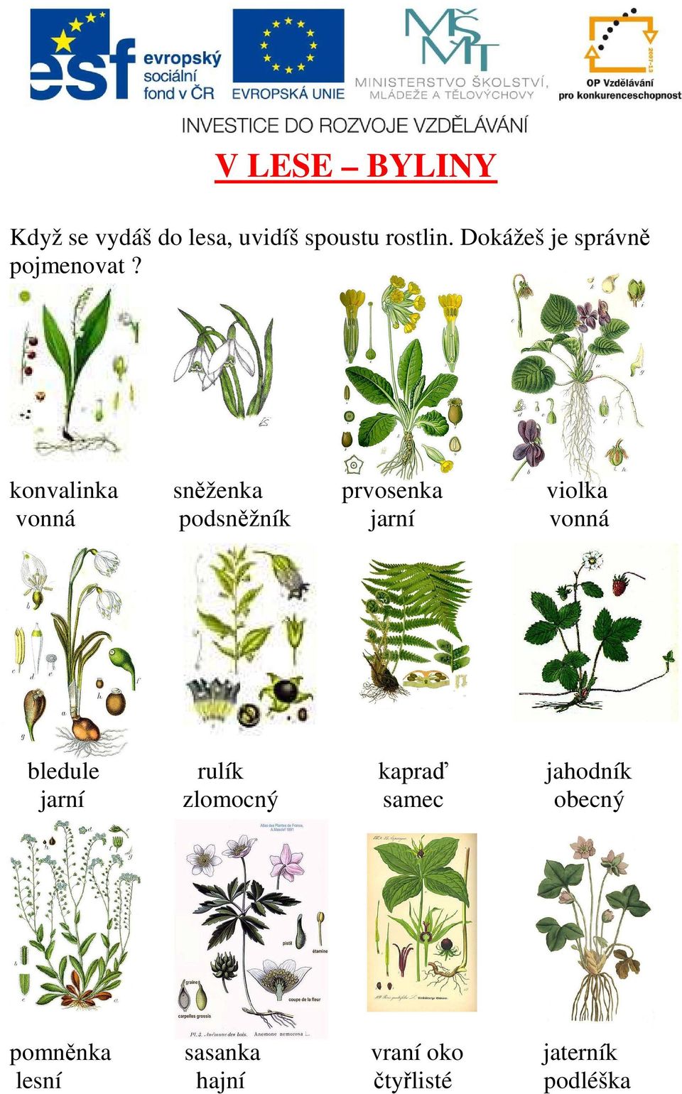 konvalinka sněženka prvosenka violka vonná podsněžník jarní vonná