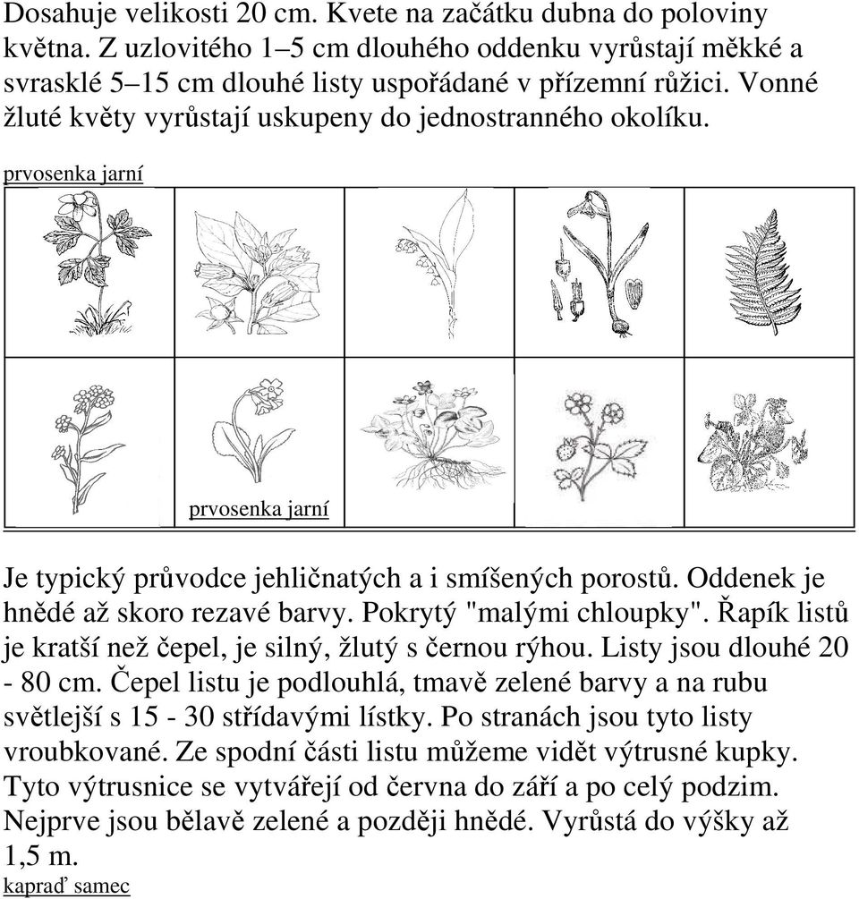 Pokrytý "malými chloupky". Řapík listů je kratší než čepel, je silný, žlutý s černou rýhou. Listy jsou dlouhé 20-80 cm.
