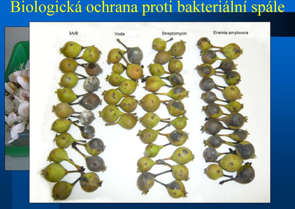 proti
