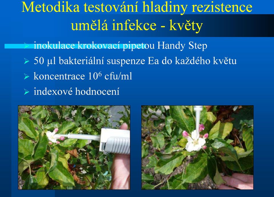 Handy Step 50 µl bakteriální suspenze Ea do