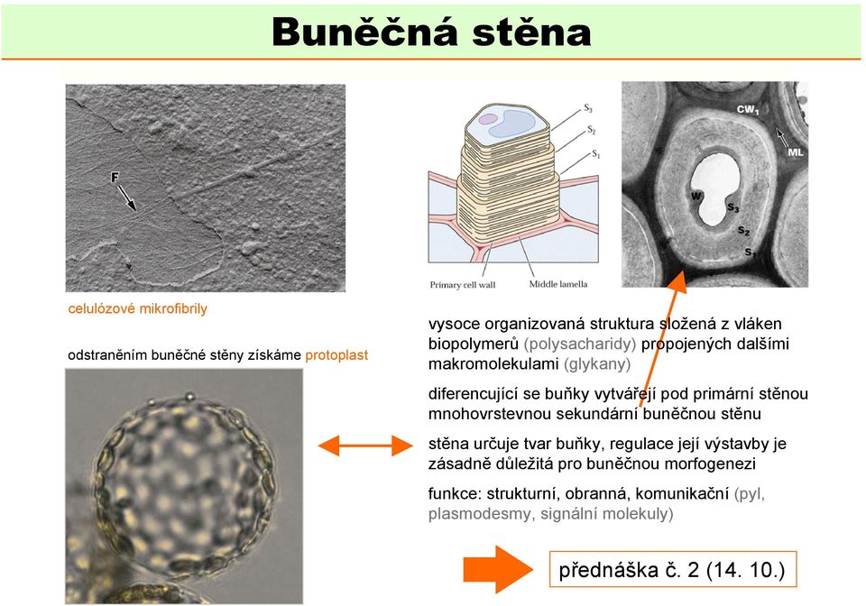 primární stěnou mnohovrstevnou sekundární buněčnou stěnu stěna určuje tvar buňky, regulace její výstavby je zásadně