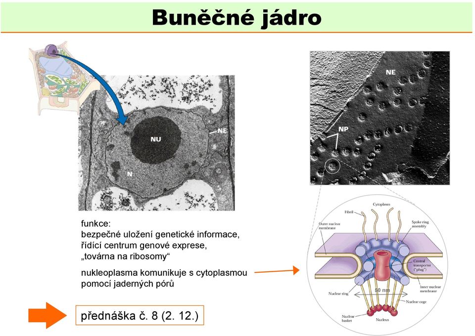 na ribosomy nukleoplasma komunikuje s cytoplasmou