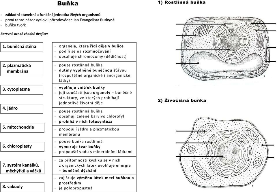 plazmatická membrána pouze rostlinná buňka dutiny vyplněné buněčnou šťávou (rozpuštěné organické i anorganické látky) 3 3. cytoplazma 4. jádro 5.