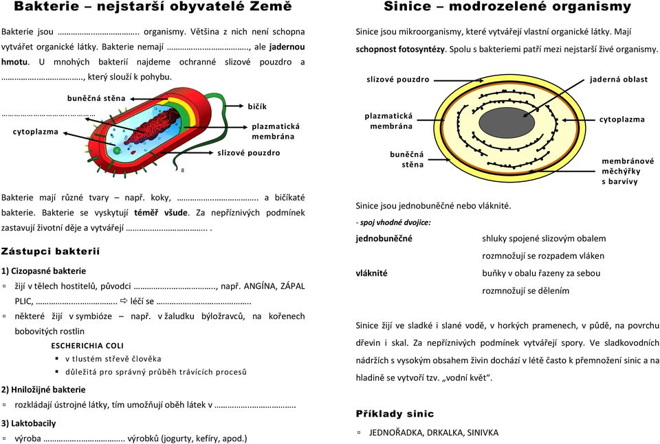 Mají schopnost fotosyntézy. Spolu s bakteriemi patří mezi nejstarší živé organismy. slizové pouzdro jaderná oblast buněčná stěna.