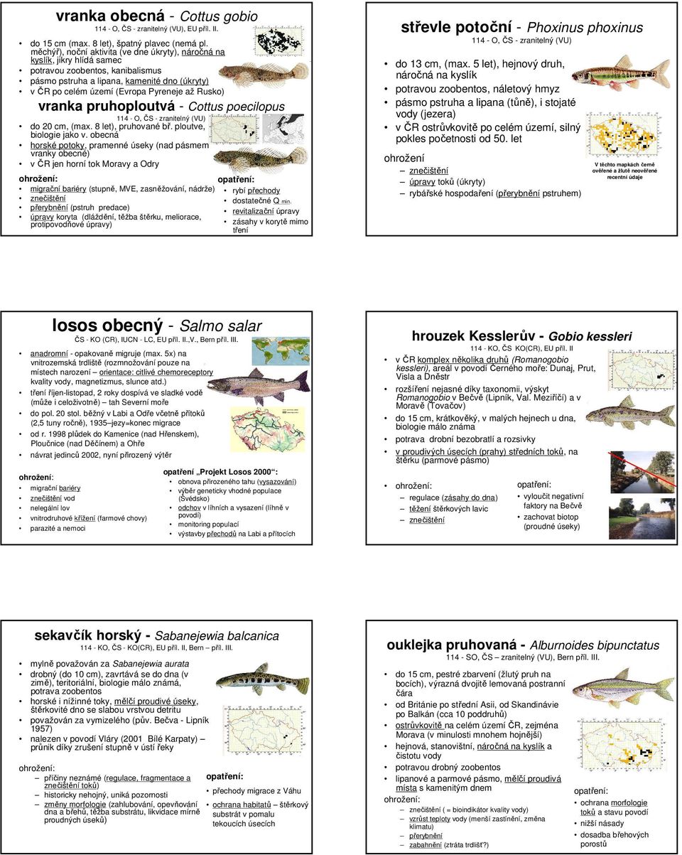 Rusko) vranka pruhoploutvá - Cottus poecilopus 114 - O, ČS - zranitelný (VU) do 20 cm, (max. 8 let), pruhované bř. ploutve, biologie jako v.