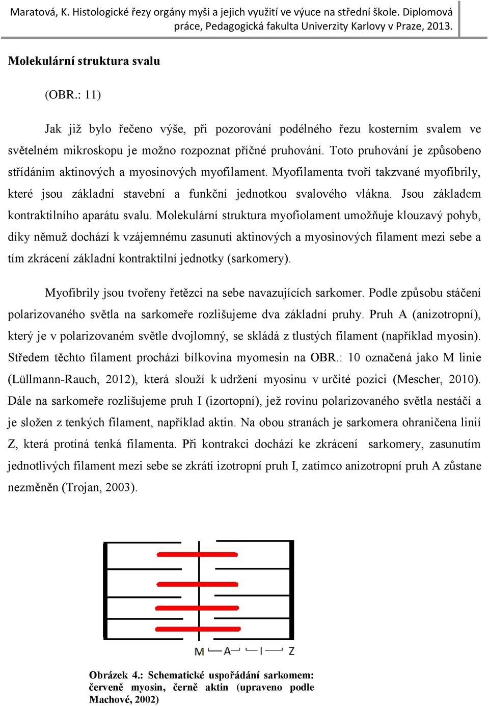 Jsou základem kontraktilního aparátu svalu.