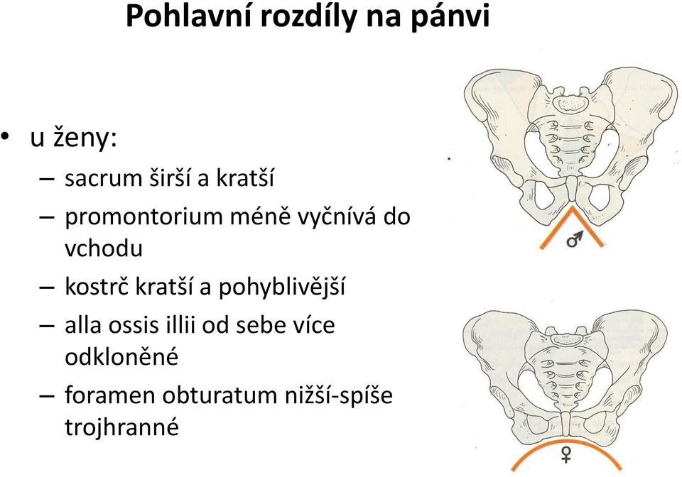 kratší a pohyblivější alla ossis illii od sebe