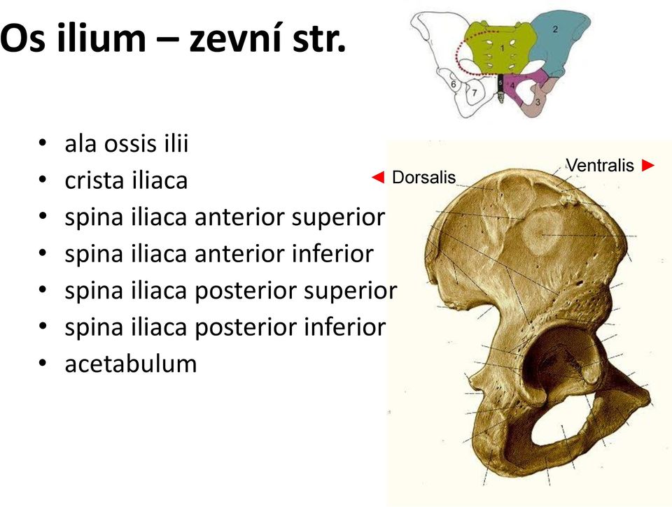 superior spina iliaca anterior inferior spina