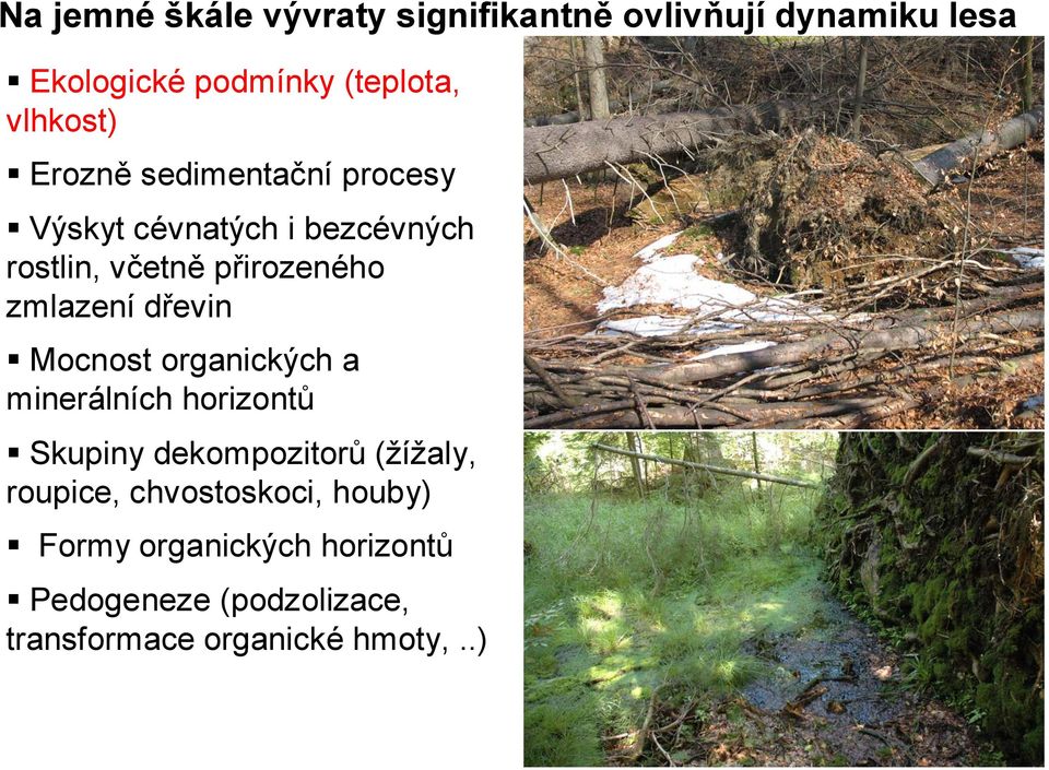 zmlazení dřevin Mocnost organických a minerálních horizontů Skupiny dekompozitorů (žížaly,