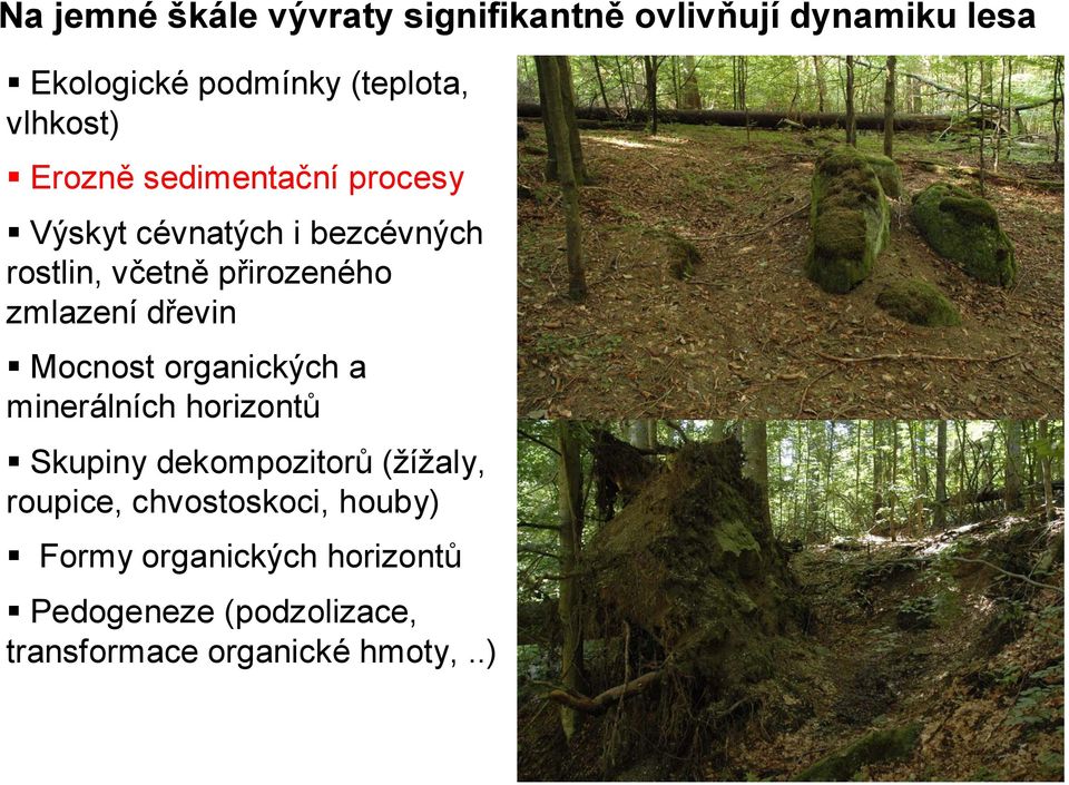 zmlazení dřevin Mocnost organických a minerálních horizontů Skupiny dekompozitorů (žížaly,