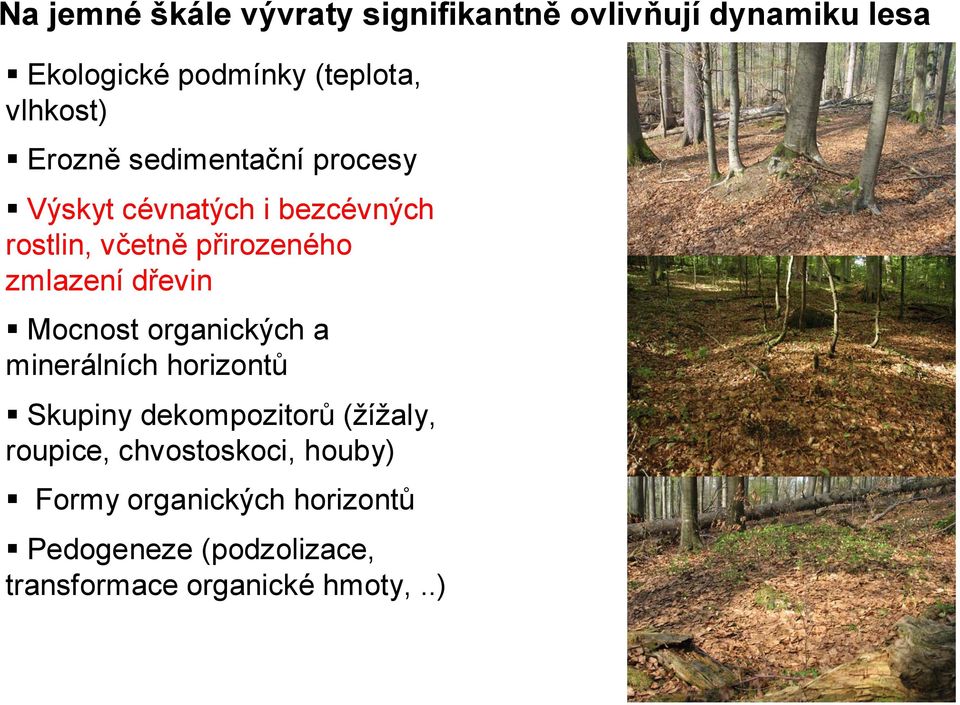 zmlazení dřevin Mocnost organických a minerálních horizontů Skupiny dekompozitorů (žížaly,