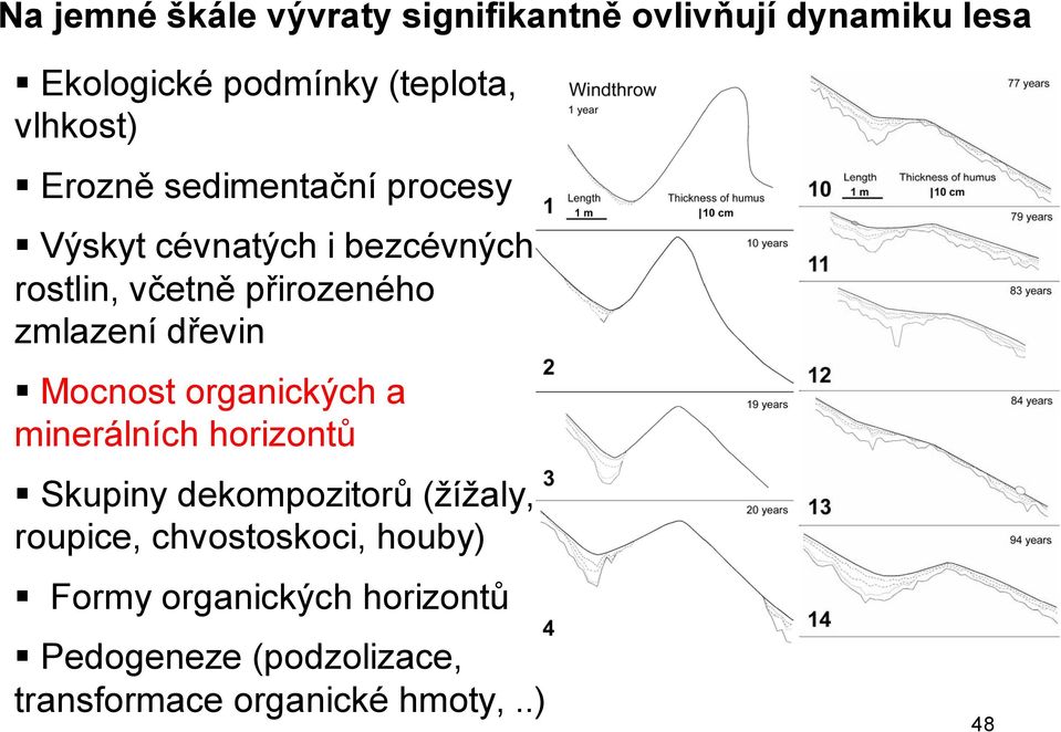 zmlazení dřevin Mocnost organických a minerálních horizontů Skupiny dekompozitorů (žížaly,