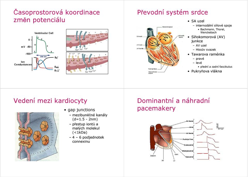 levé přední a zadní fascikulus Pukryňova vlákna Vedení mezi kardiocyty gap junctions mezibuněčné