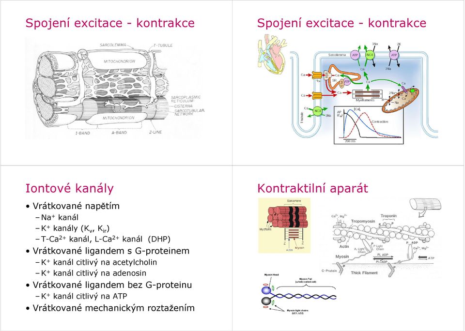Vrátkované ligandem s G-proteinem K + kanál citlivý na acetylcholin K + kanál citlivý na