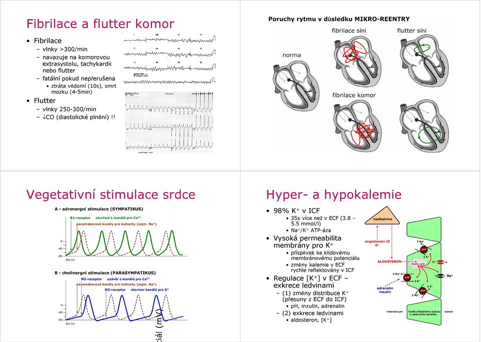 ! Vegetativní stimulace srdce Hyper- a hypokalemie A - adrenergní stimulace (SYMPATIKUS) B1-receptor otevření L-kanálů pro Ca 2+ pacemakerové kanály pro kationty (zejm.