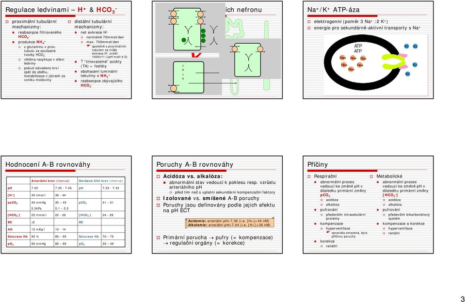 70mmol/den max. 700mmol/den společně s proximálním tubulem se může exkrece H + zvýšit 1000x!!! ( moči 4.