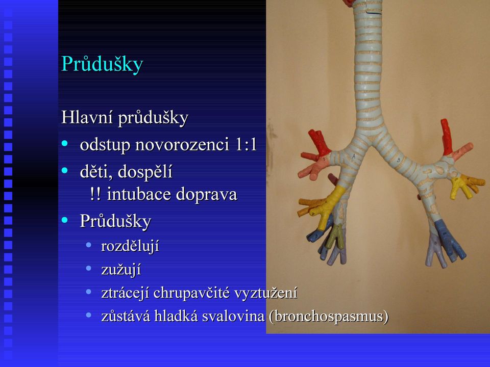 ! intubace doprava Průdušky rozdělují zužují