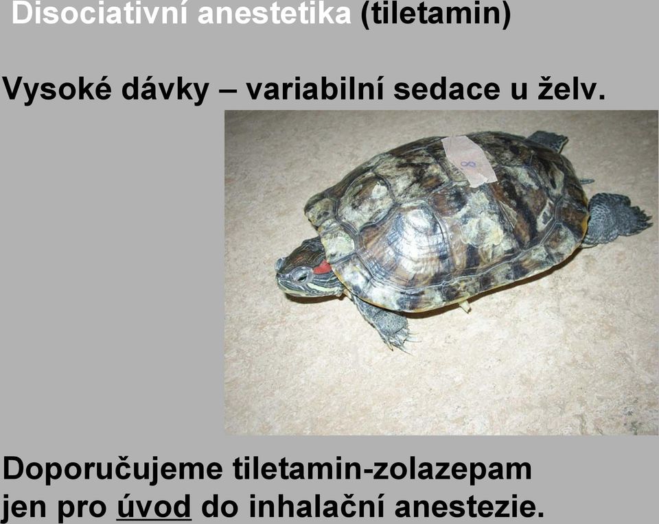 želv. Doporučujeme