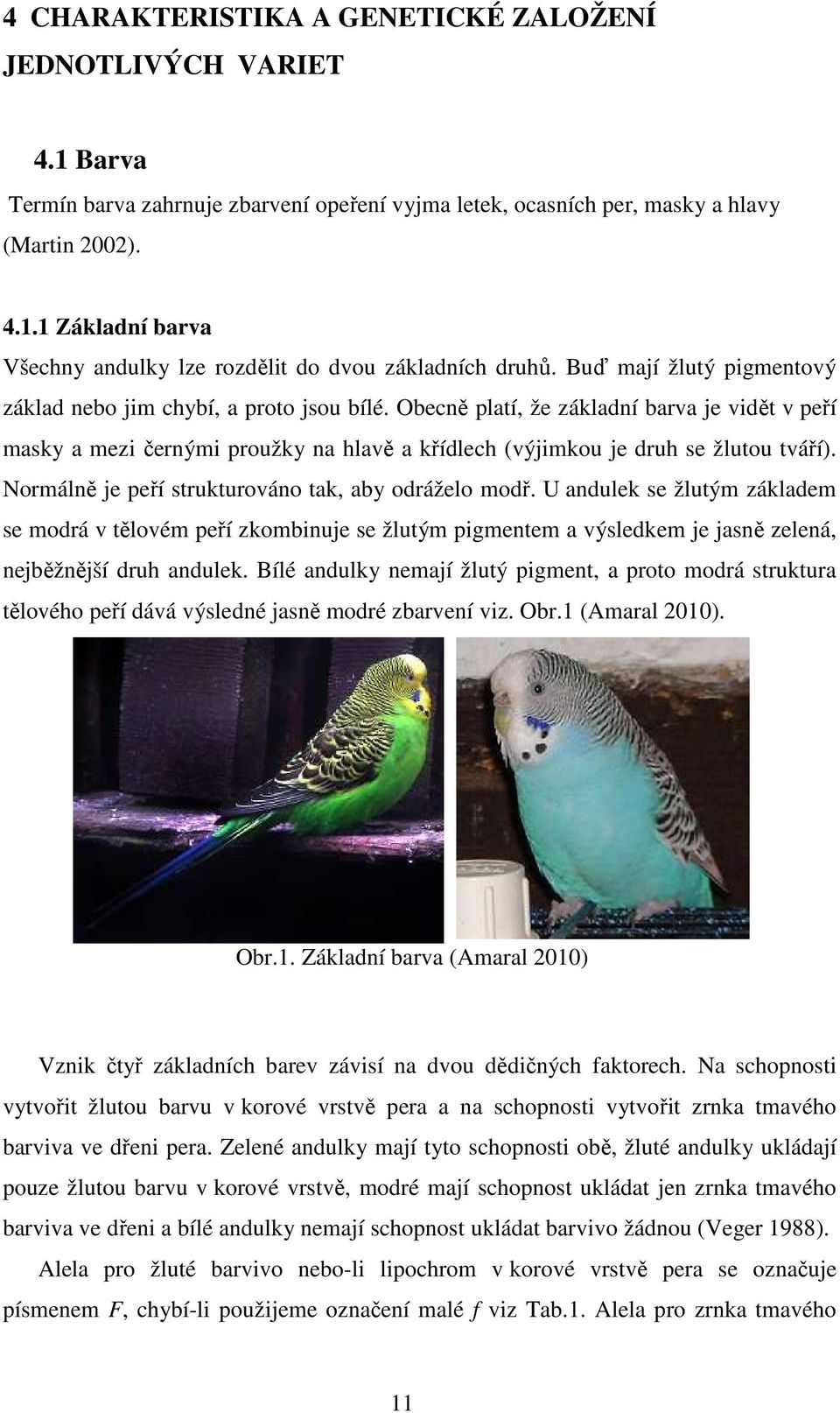 Normálně je peří strukturováno tak, aby odráželo modř. U andulek se žlutým základem se modrá v tělovém peří zkombinuje se žlutým pigmentem a výsledkem je jasně zelená, nejběžnější druh andulek.