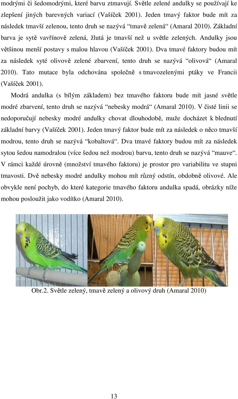 Andulky jsou většinou menší postavy s malou hlavou (Vašíček 2001). Dva tmavé faktory budou mít za následek syté olivově zelené zbarvení, tento druh se nazývá olivová (Amaral 2010).