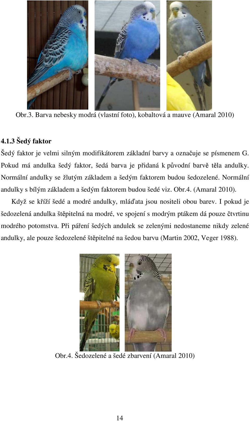 Normální andulky s bílým základem a šedým faktorem budou šedé viz. Obr.4. (Amaral 2010). Když se kříží šedé a modré andulky, mláďata jsou nositeli obou barev.