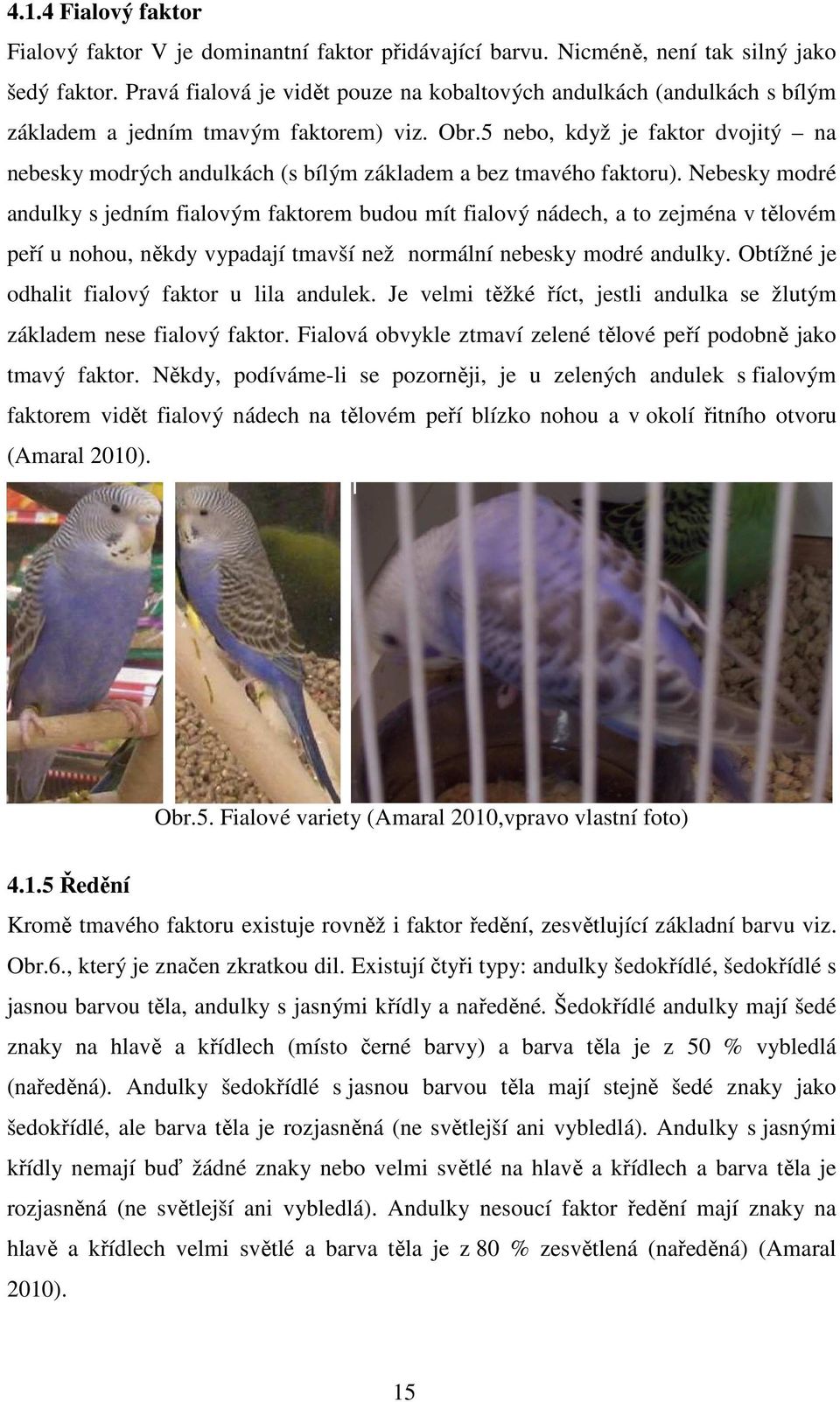 5 nebo, když je faktor dvojitý na nebesky modrých andulkách (s bílým základem a bez tmavého faktoru).