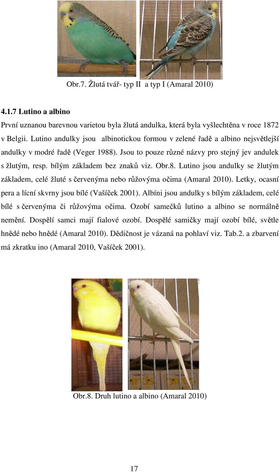 bílým základem bez znaků viz. Obr.8. Lutino jsou andulky se žlutým základem, celé žluté s červenýma nebo růžovýma očima (Amaral 2010). Letky, ocasní pera a lícní skvrny jsou bílé (Vašíček 2001).