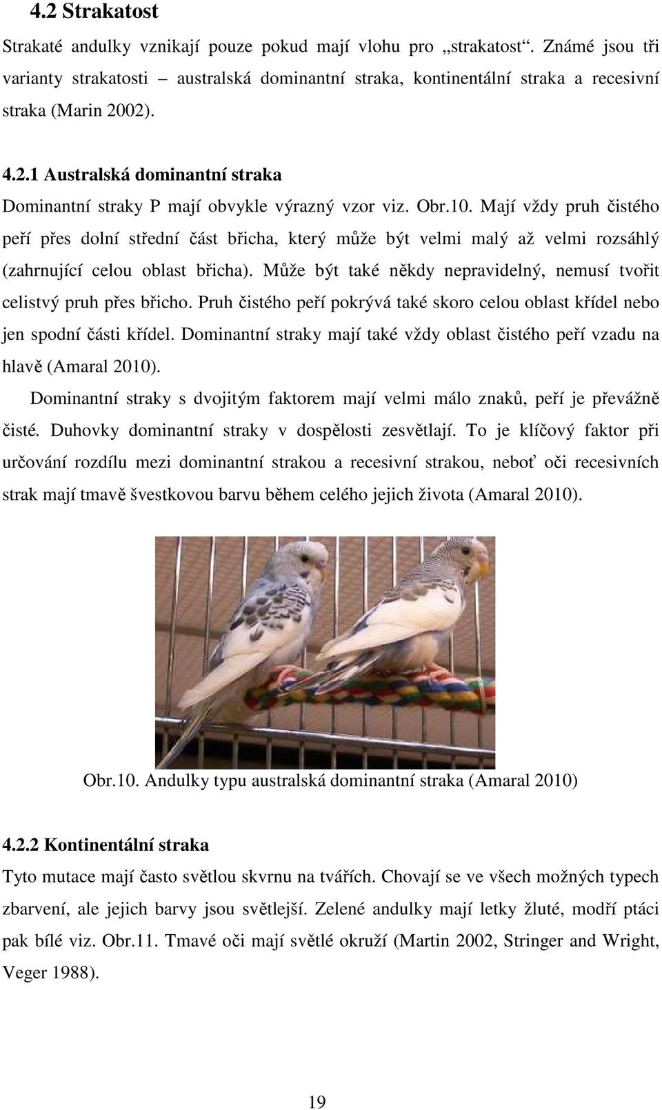 Mají vždy pruh čistého peří přes dolní střední část břicha, který může být velmi malý až velmi rozsáhlý (zahrnující celou oblast břicha).