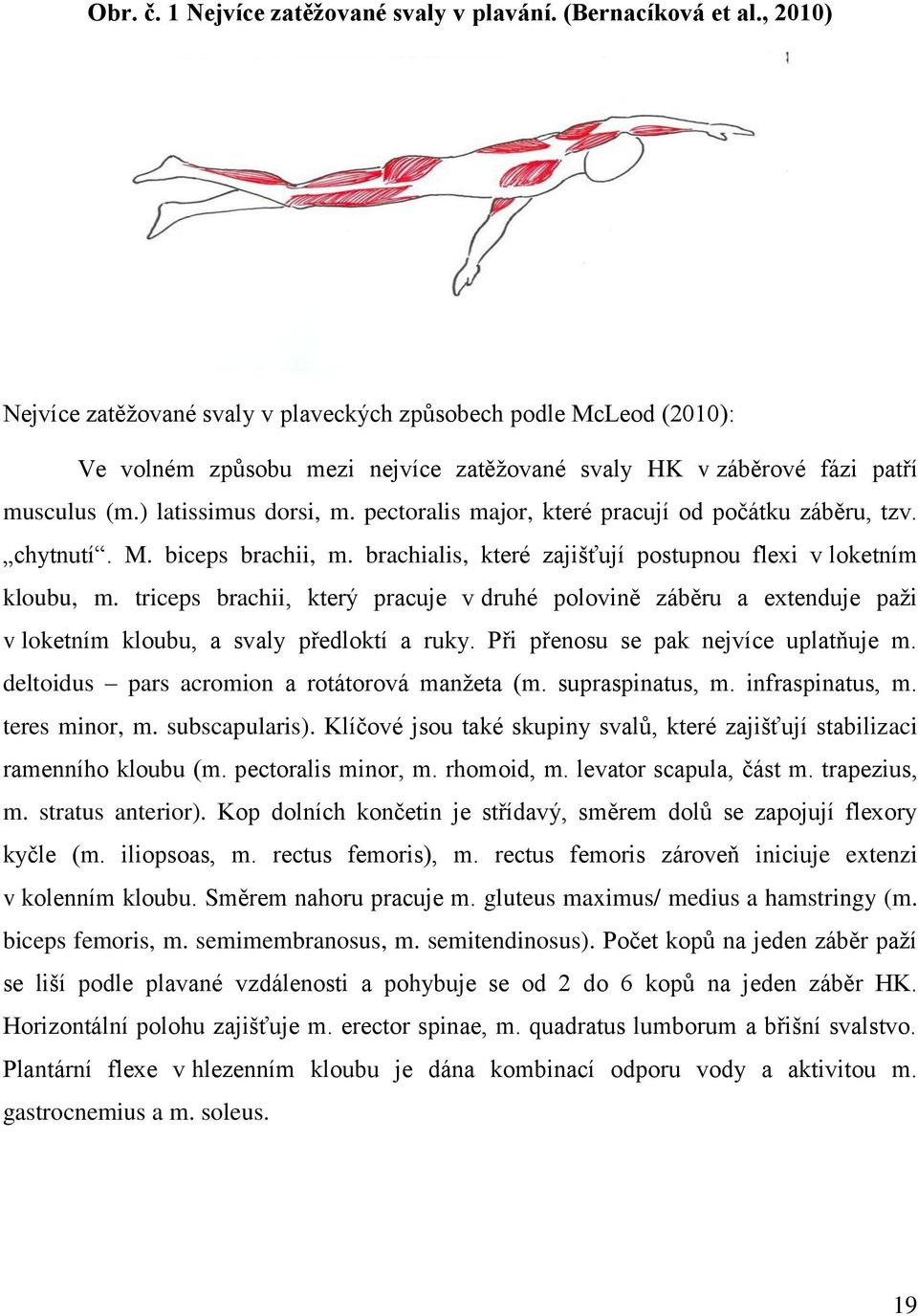 pectoralis major, které pracují od počátku záběru, tzv. chytnutí. M. biceps brachii, m. brachialis, které zajišťují postupnou flexi v loketním kloubu, m.