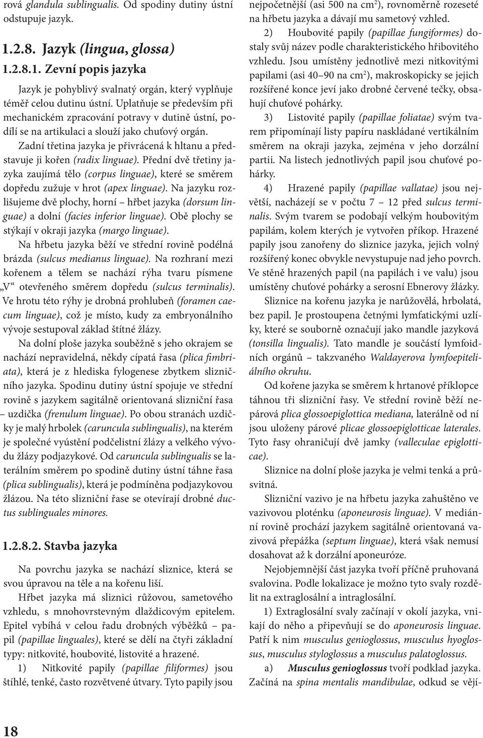Zadní třetina jazyka je přivrácená k hltanu a představuje ji kořen (radix linguae). Přední dvě třetiny jazyka zaujímá tělo (corpus linguae), které se směrem dopředu zužuje v hrot (apex linguae).