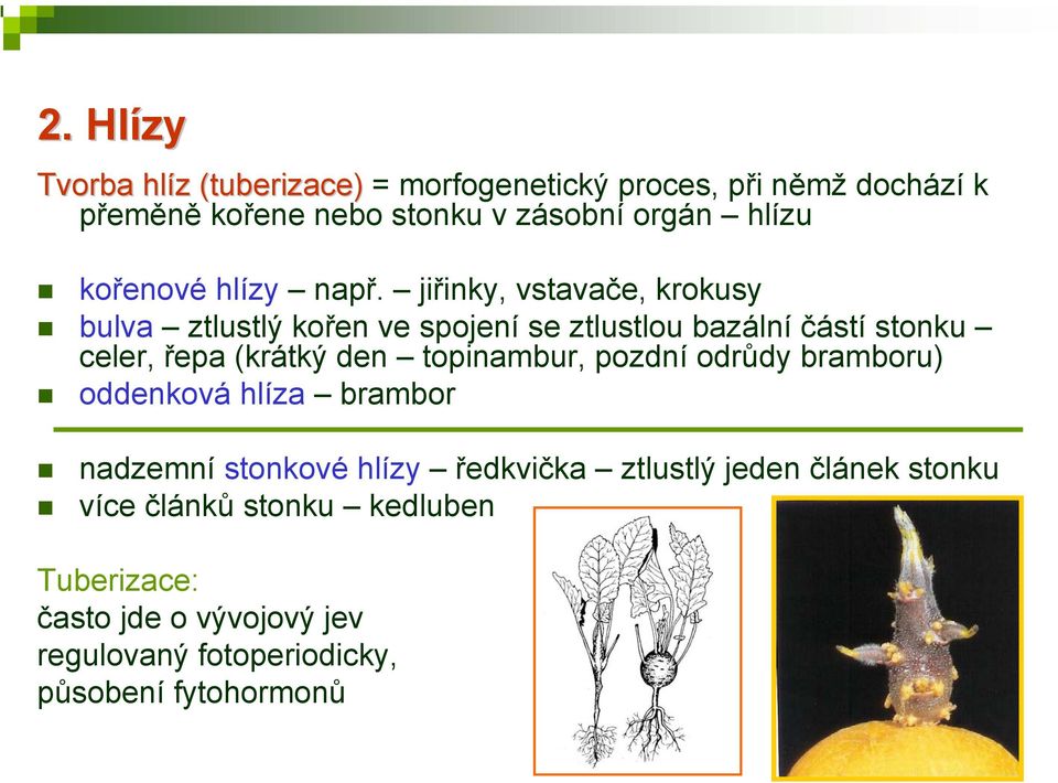 jiřinky, vstavače, krokusy bulva ztlustlý kořen ve spojení se ztlustlou bazální částí stonku celer, řepa (krátký den