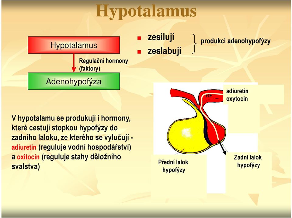 cestují stopkou hypofýzy do zadního laloku, ze kterého se vylučují - adiuretin (reguluje