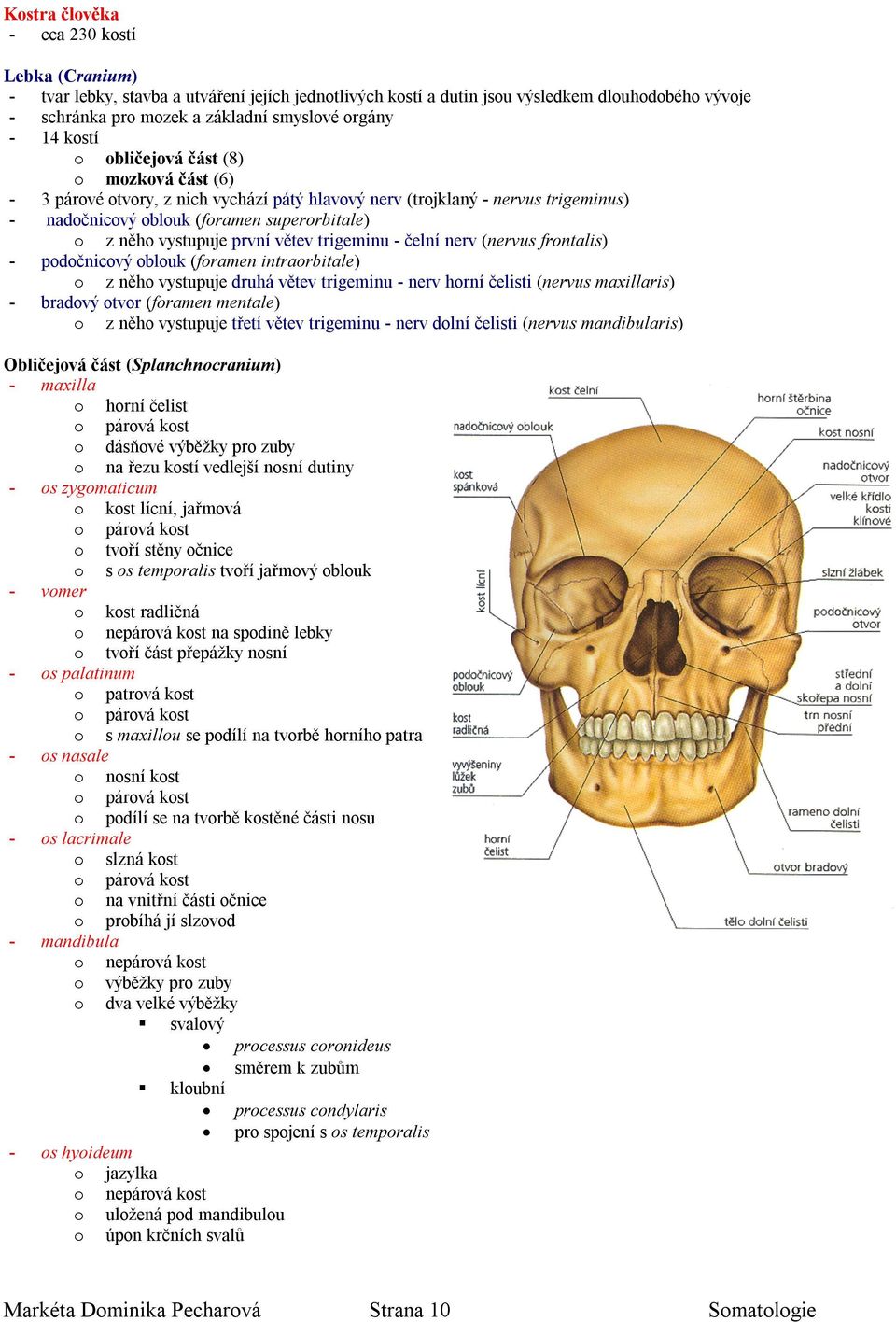 první větev trigeminu - čelní nerv (nervus frontalis) - podočnicový oblouk (foramen intraorbitale) o z něho vystupuje druhá větev trigeminu - nerv horní čelisti (nervus maxillaris) - bradový otvor